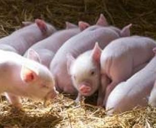 woman-entrepreneur-makes-huge-income-with-pig-farming
